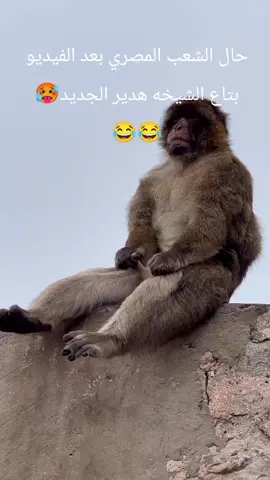 #هدير_عبدالرازق 
