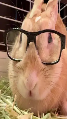 #bunny #bunnies 
