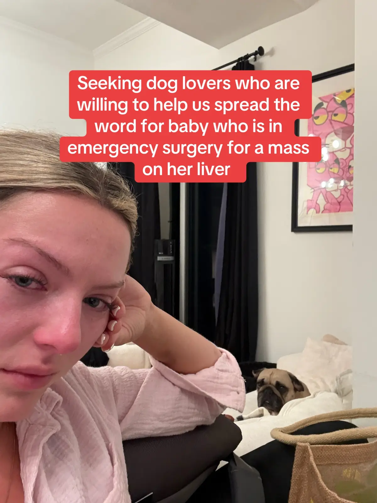 https://gofund.me/9d89e36f Hi everyone, we’re reaching out for help to give our beloved French Bulldog, Gigi, the urgent medical care she now desperately needs. We rescued Gigi in January 2023 after years of neglect, and since then she has become the sweetest, most irreplaceable part of our family. This fundraiser was originally created to cover surgery on Gigi’s ears. She had been living with chronic, untreated infections for so long that her only chance at relief was a major procedure called a Total Ear Canal Ablation (TECA). While preparing for that surgery, her pre-op bloodwork revealed a dangerously high white blood cell count. Further testing uncovered something even more serious, a mass in her abdomen. Right now there is free-floating blood in her stomach and signs of infection that could point to sepsis. The vets are working quickly to determine whether the mass is on her spleen or liver, which will decide if surgery is even possible. This is a true emergency, and without intervention Gigi may only have weeks left. We are devastated but determined to fight for her. Between the initial ear surgery, ongoing emergency care, and the possibility of a major abdominal surgery, her medical costs are climbing far beyond what we ever expected and are now upwards of $20,000. Please consider supporting Gigi’s fight. Every single donation, no matter the amount, helps us give her the chance she deserves at a healthier, pain-free life. If you aren’t able to donate, sharing this page means just as much. Thank you from the bottom of our hearts for your love, kindness, and generosity during this incredibly difficult time. #gofundme #frenchbulldog #frenchie #bulldog #liversurgery 