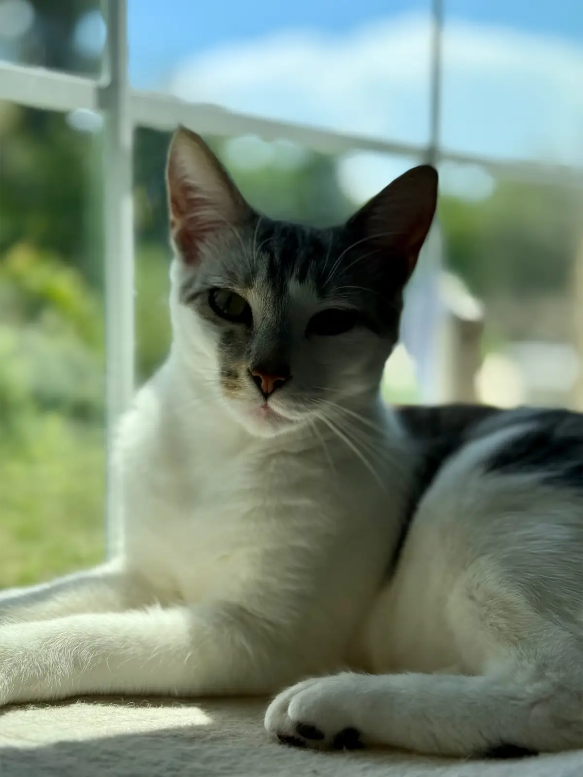 #catmom #cats #catoftiktok #cattok