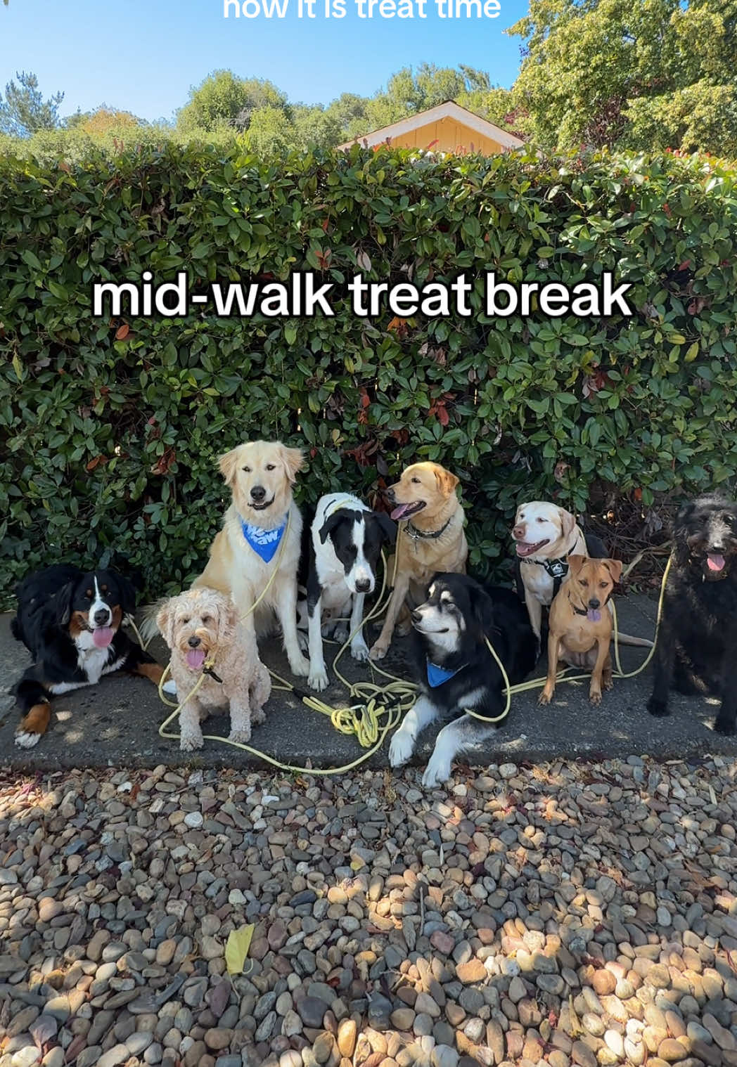 Well deserve deserves treats for the best crew! Treats are @Open Farm Pet dehydrated turkey #dogsoftiktok #dogwalkersoftiktok #packwalk 