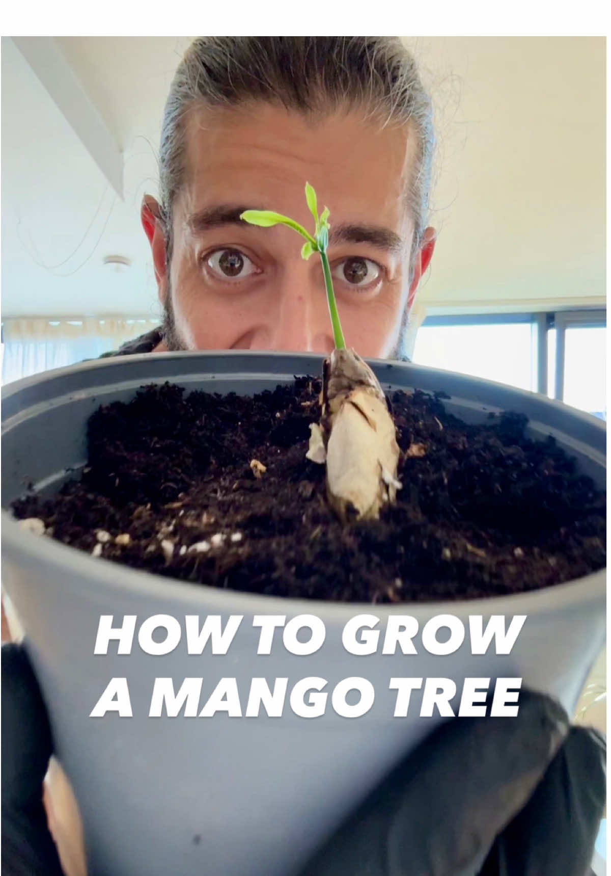 How to grow a Mango tree with a mango from the store! 🥭🤩🌱 #lifehacks #mango #plantsoftiktok #DIY #howto