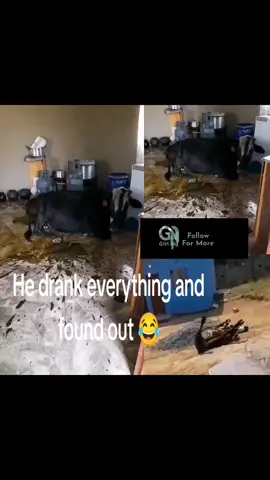 The cow saw the door open, entered the hut, and finished all the traditional beer 😭😂