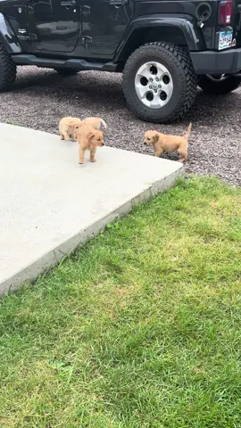 5 week old goldens 