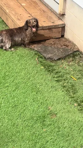 🫣🫣🫣🫣🫣 #dachshund #dachshundsoftiktok #fypシ #digging #dachshunddigging 