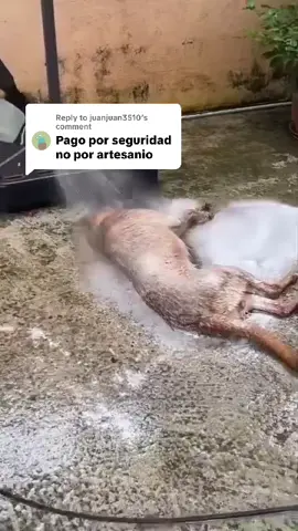 Replying to @juanjuan3510 