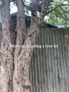 #fyp #fyppp #cat #catsofttiktok 