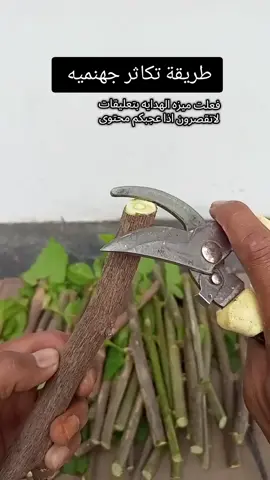 تكاثر جهنميه بالاقلام بطريقة سهله وسرعه التجذير #زراعه_منزليه #ورد #جهنميه #tiktok #trending 