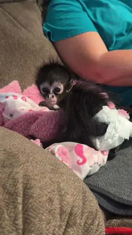 Sweet baby. #fyp #fyppppppppppppppppppppppp #spidermonkey #monkey #iloveher 