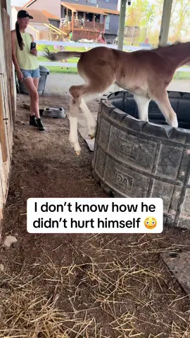 On a scale of 1-10 how dumb do you think he is? #foal #funnyanimals #horsetok #farmlife #creatorsearchinsights 