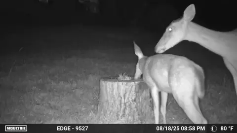 #ohdeer #deer #deertiktok 