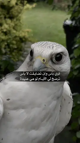 #يَزن #اللهم_صلي_على_نبينا_محمد #محمود_الجبلي #شعر #اكسبلور 