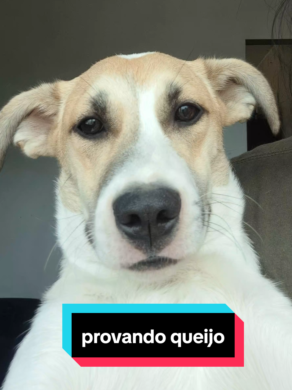 Vou criar uma serie de coisas que a jureminha ta comendo pela primeira vez 🤣 EDIT: PO GALERA SEGUE AI COM TODO RESPEITO #foryouu #amigas #cachorro #cachorrosdotiktok #yumi 