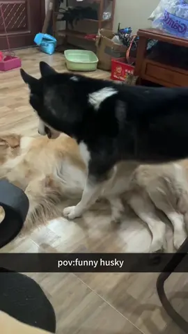 Dogs looking at you like you just ruined their whole plan 😂 #DogTalks #PuppyLove #DogOwners #CuteDogs #DogLife 