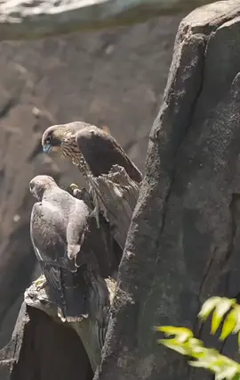 #explore #peregrine #اكسبلور #شاهين #لايكات 