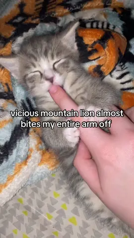 hes so evil stop it stp #kitten 