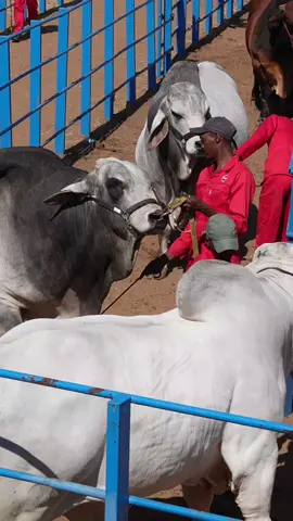 Man waiting in line #fyp #farming 