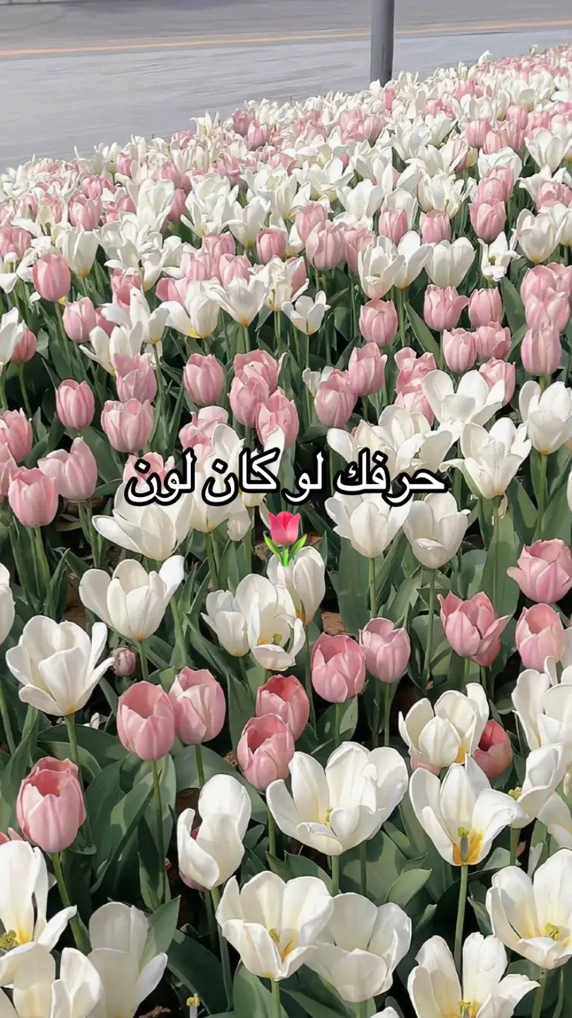 D💚,W🩶,J💛,L❤️,A🩷,K🤎,T🖤,G🩵 #fyp #foryou #f 