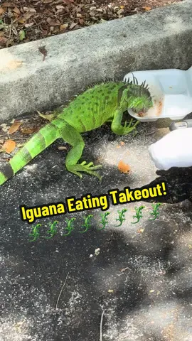 This iguana loves his takeout! A homeless man in a wheelchair, feeds them every day and considers them like a pet. #iguana #iguanas #lizard #prehistoric #takeout 