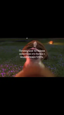 #тотемноеживотное #белка #глобальныерекомендациии #хочуврекомендации #рек 