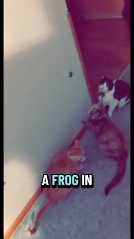 Friggin frogs man 🐸 #catsoftiktok #catmom #foryou #makethisviral #catlover