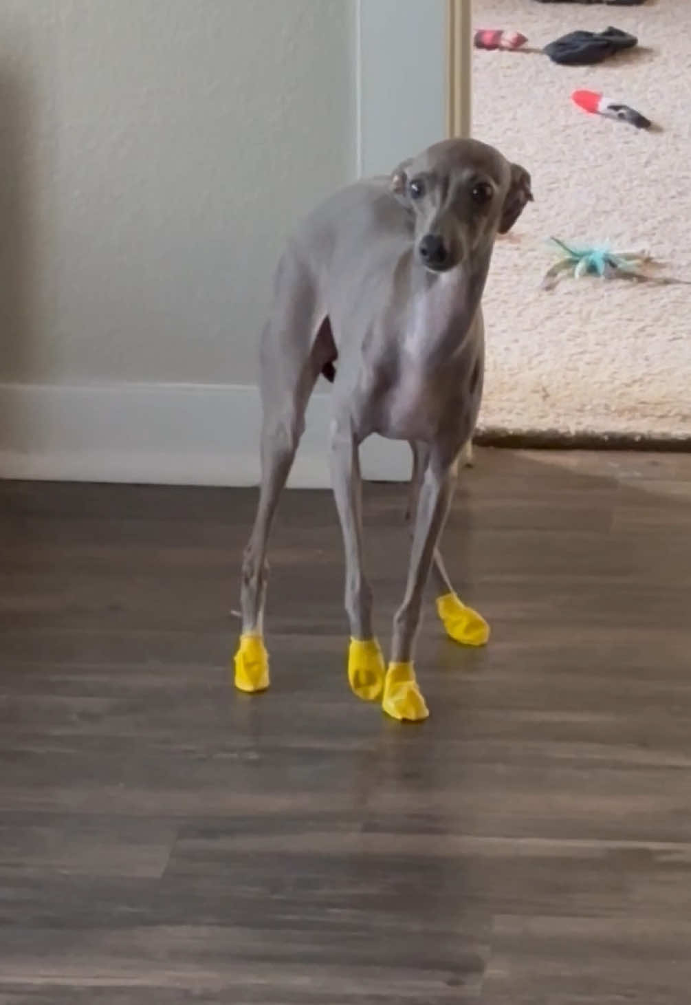 gotta keep those toes protected 