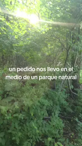 #tiktokgemscontest #fyp #venados🦌 #parati 