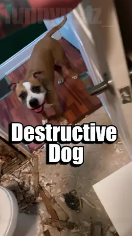 Destructive Dog #funnypetz #funnypets #funnydogs #destructivedog #trynottolaugh