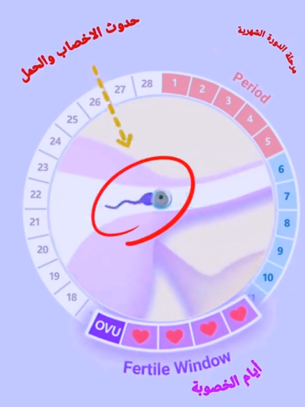 تابغي دورتك لتعرفي أيام التبويض والخصوبة التي تكون أكثر فرصة لحدوث الحمل  #fyp #pregnancy #fertility #الحمل #كاب_كات 