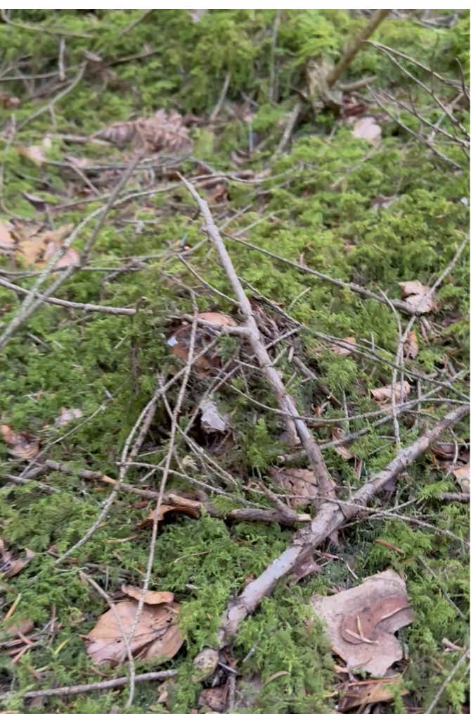 #omg #steinpilze #pilze #mushrooms #porcini #nature #boletus #pilzesammeln #funghi #steinpilz #boletusedulis #funghiporcini #wald #forest #jungle #wandern #Hiking #wildmushrooms #mushrooms #mushroom #foraging #mycology #fungi #nature #wildlife #fungus #nature #เห็ดผึ้งหวาน #เก็บเห็ด #เห็ดป่า #เดินป่า #อาหารป่า 