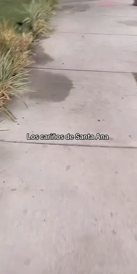 #tiktoklive #livehighlights #contenidorandom #quebonitavidametoco #puromichoacanvaliii🇲🇽 