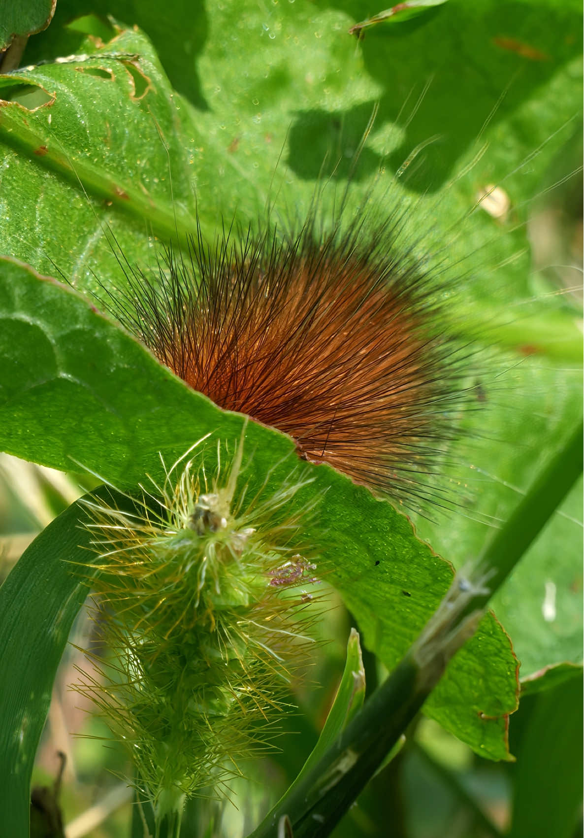 At first, I thought this was a flower. 🤯 #Caterpillar #Nature #Wildlife #BugTok #Caterpillar