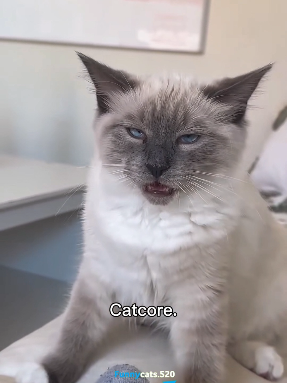 My Cat is scared of injections 2.0 🤣🤣 #catsoftiktok #cats #funnycat #fyp #cutecat 