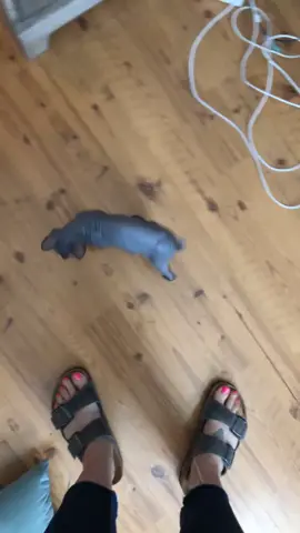 Lil beeeebeee scuzzy. Best gift to come home to! #clarice #funnycatvideo #sphynx #happycat #cat 
