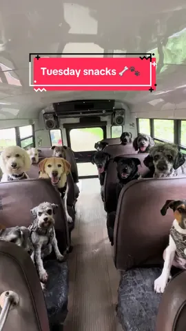 Tuesday snacks! Thank you Page Family! Welcome to the pack Gus! 🦴🐾 #dogpack #dogsnacks #dogpeople 