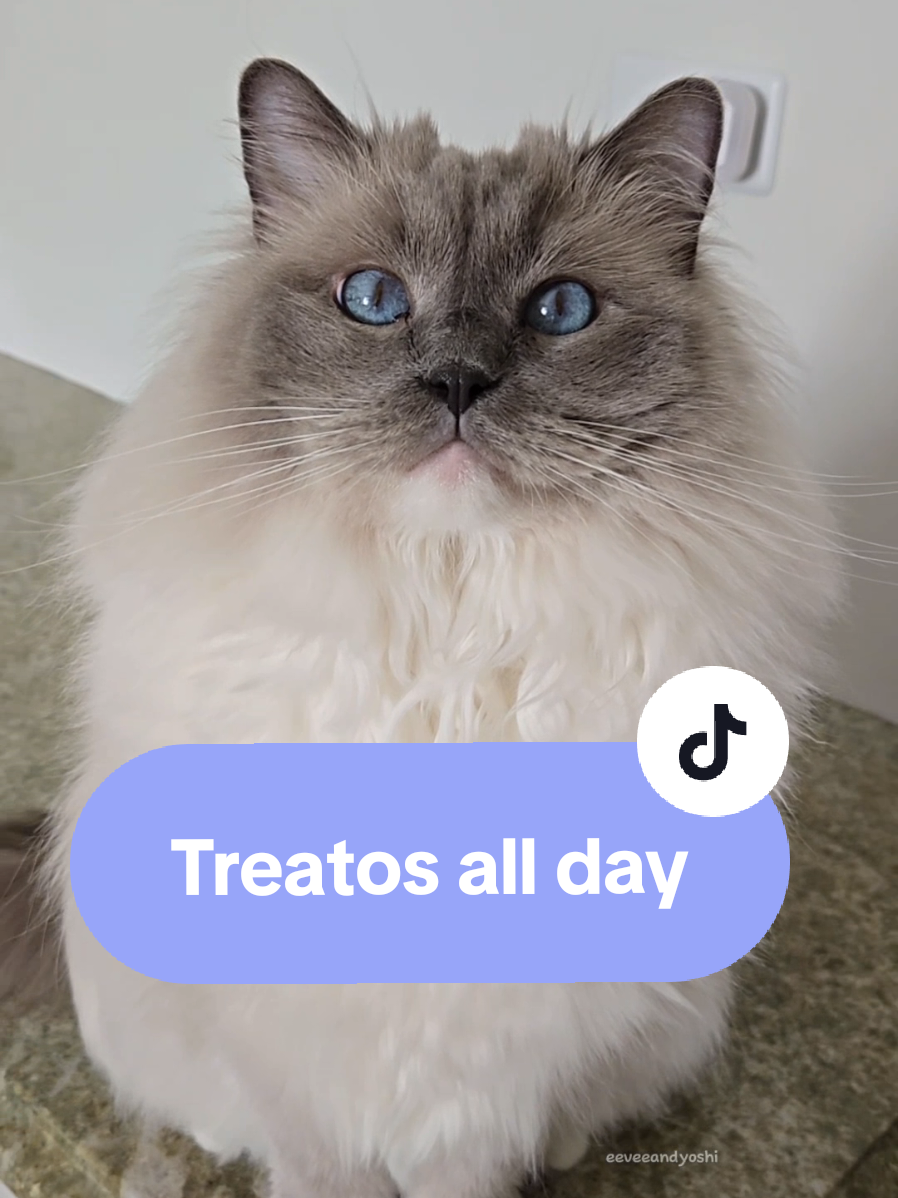 Life with a food-motivated pet