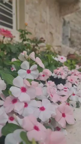 🌸