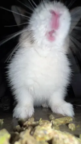 Ñam Ñam Ñam 😋 #conejitos #conejotiktok #animales #animalestiktok #mascotas 