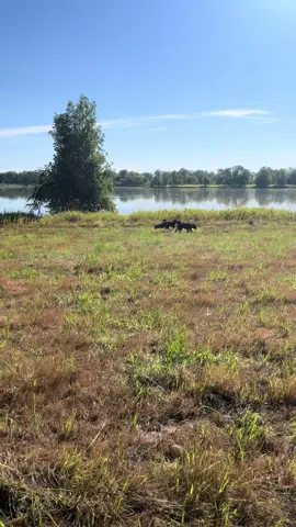 take a walk with the trio (feat. Merlin with @V ) #mudi #mudisoftiktok #dogsoftiktok #mudidog 