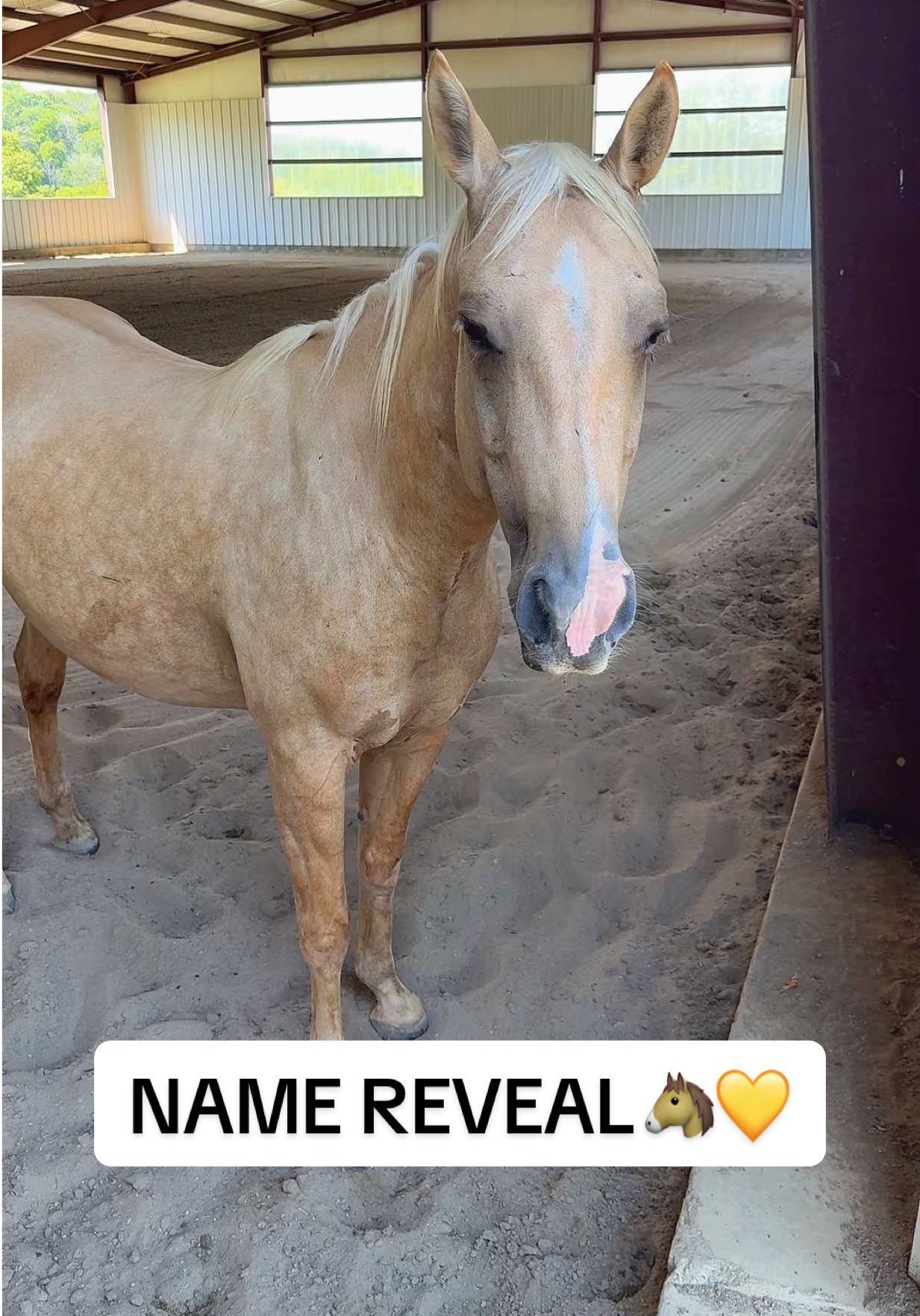 NAME REVEAL🐴💛 #recipmare #broodmare #palomino #palominohorse 