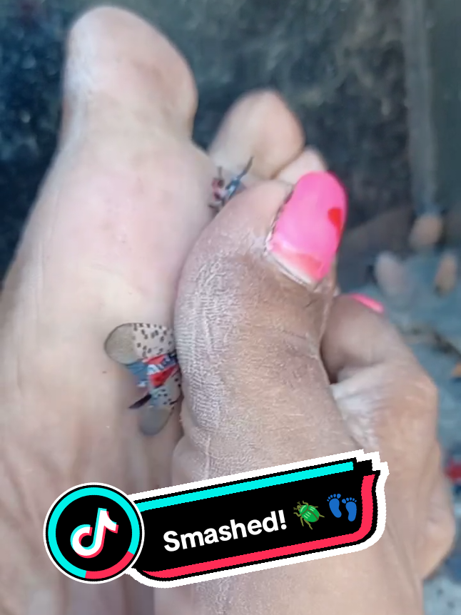 Backed into a corner is the worst place for a Spotted Lanternfly to be! 🪲👣😊 #reels #fyp #viral #epic #memes 