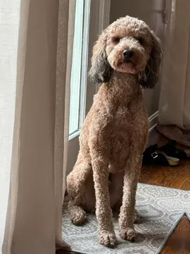 Hahah I can’t with the audio #PetsOfTikTok 