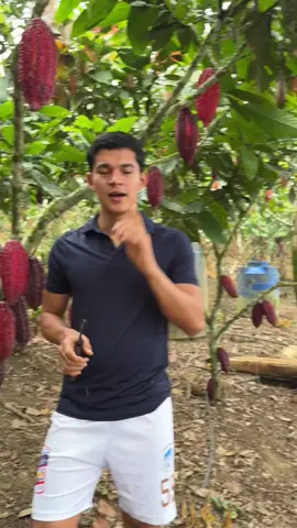 Así dice bolas de chocolates artesanal