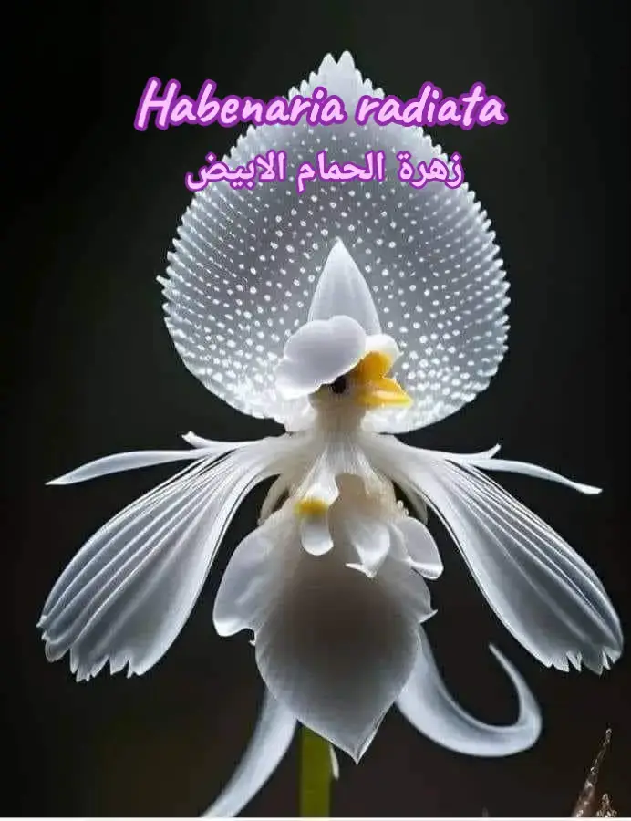 #creator #nature #اكسبلور #flowers 