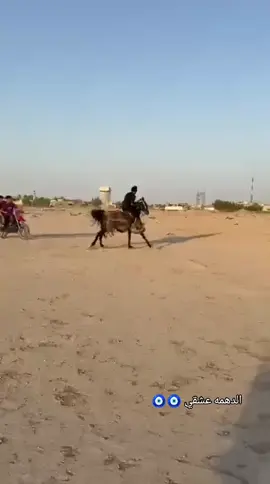 #خيل_وخيالة🏇🏿واسط 
