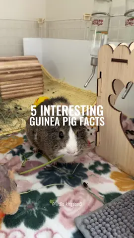 Did you know any of these? 🐹 #guineapig #guineapigsoftiktok  #facts #guineapigcare   