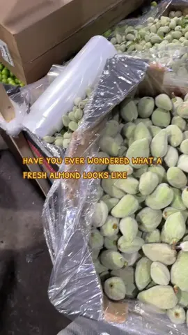 Trying a fresh green almond  #fruitmarket #farmersmarket #greenalmond #freshalmond #fruits 