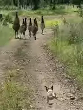 Mira, aquí hay algo gracioso. #tiktok
