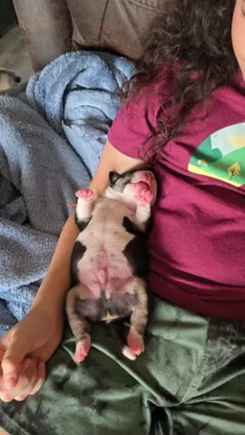 Yes, it is perfectly normal for newborn puppies to twitch while they sleep. This twitching is a natural part of their development and is called 