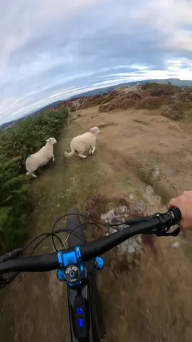 Watch out for the sheep. #promomakanliburan #mtblove #mtblifestyle #mtb #snowdonia #makemefamous #makeup #make #cymru #specializedbicycles #eryrinationalpark #gmbn #mtbviralvideos #mtbviral #gopromax #forests #snowdonia_north_wales #cyclinglife #northwales #snowdon #failarmy #failarmy #failvideo #mtbfail
